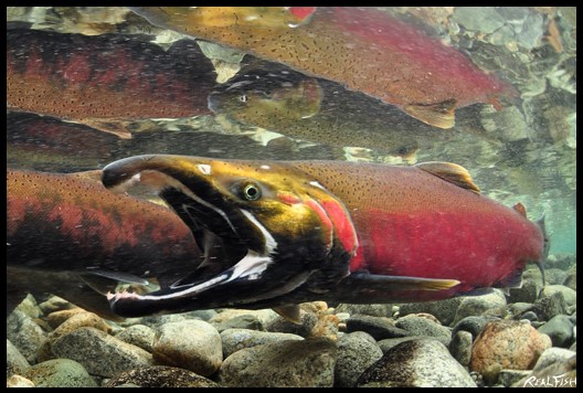 Coho Salmon Realfish USA Inland Series